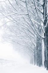 メタセコイア並木より…2026冬