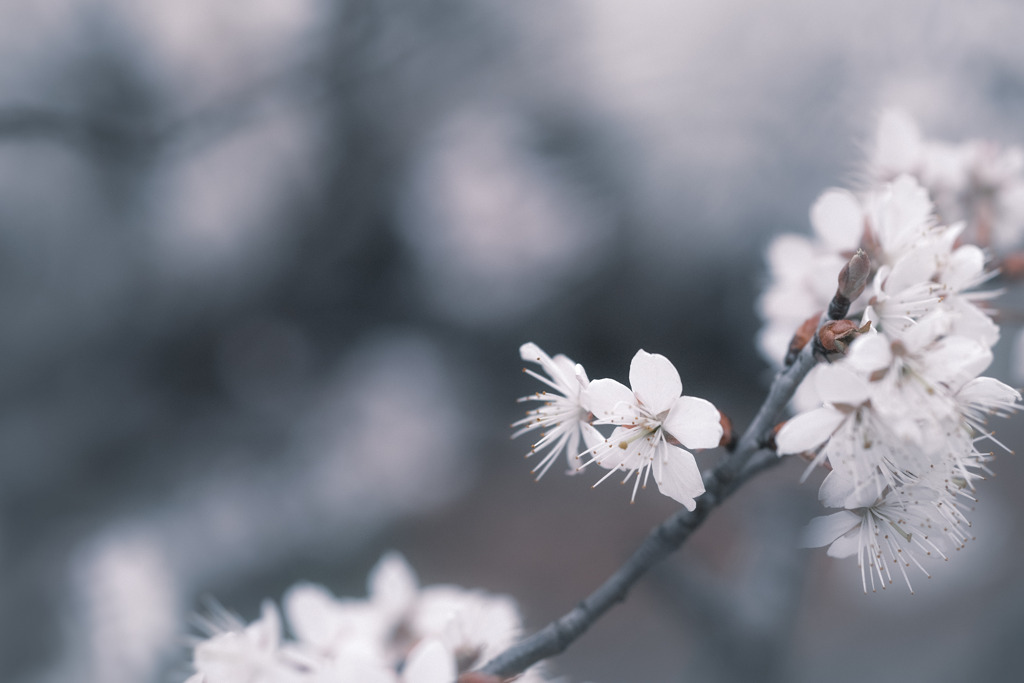︎✿  桜…咲いてました  ︎✿