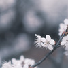 ︎✿  桜…咲いてました  ︎✿