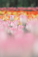 ✿︎  tulip festival*° ✿︎