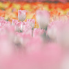 ✿︎  tulip festival*° ✿︎