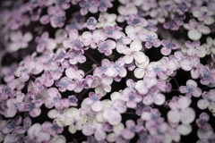移り気な…ꕤ୭*