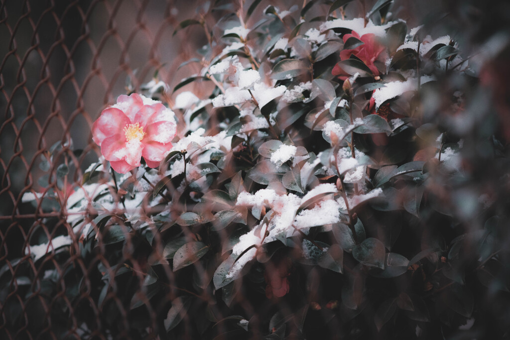 山茶花の雪化粧…❁⃘*.ﾟ
