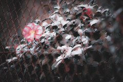 山茶花の雪化粧…❁⃘*.ﾟ