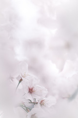 ✿︎  花曇り… ✿︎