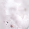 ✿︎  花曇り… ✿︎