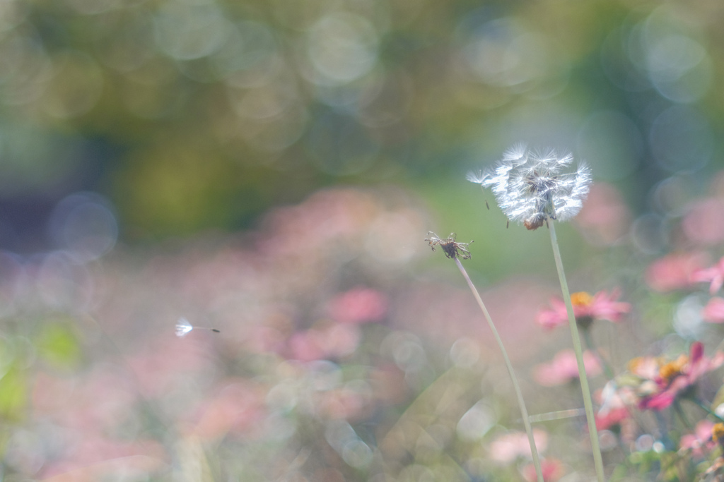 ✿   Departure of fluff… ࿐✩.˚ ‪ ✿