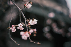 ✿  真冬のsakura… ‪✿