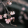 ✿  真冬のsakura… ‪✿