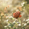 filmで綴る:秋薔薇…あきそうび‎✿ڿڰۣ—