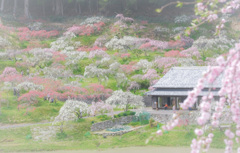 ✿︎  桃源郷の中の古民家… ✿︎