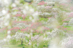 ✿︎  Shangri-La…*°  ✿︎