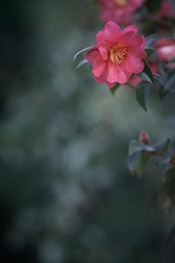 春を待つ…❁⃘*.ﾟ