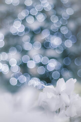 cyclamen blanc…❁⃘*.ﾟ