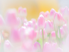 ︎✿  ハルイロセカイ… ︎✿