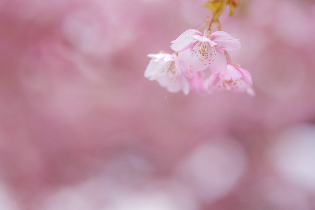 ❀  pink  on  pink...✿.*・ ❀