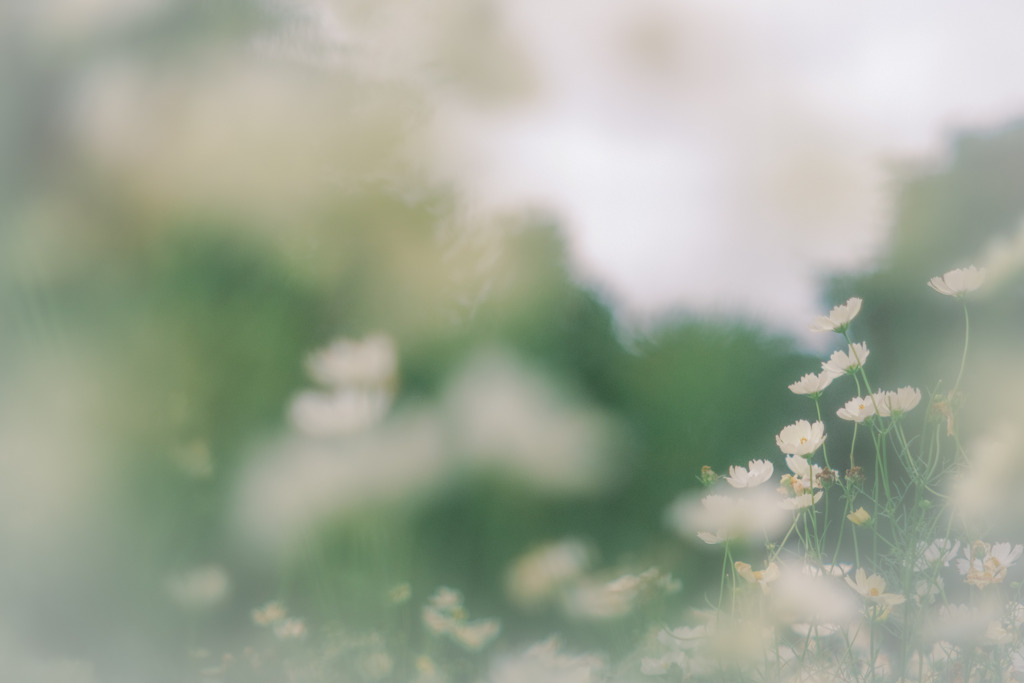 yellow campus…❁*。