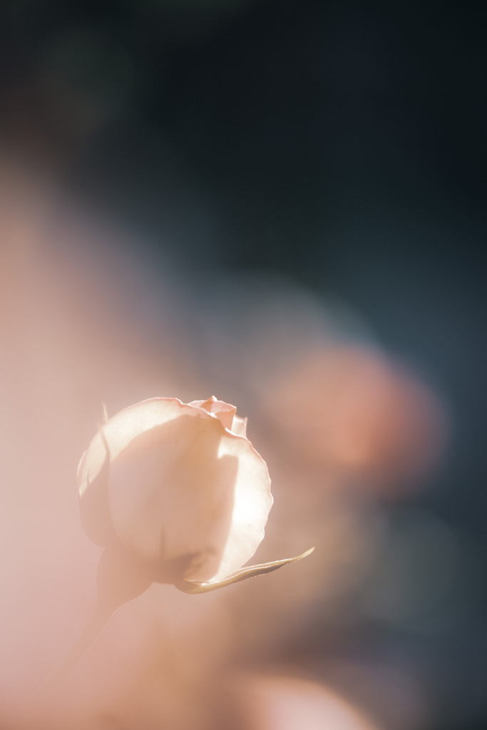 *° pale orange rose…‎✿ڿڰۣ— *°