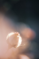*° pale orange rose…‎✿ڿڰۣ— *°