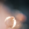 *° pale orange rose…‎✿ڿڰۣ— *°