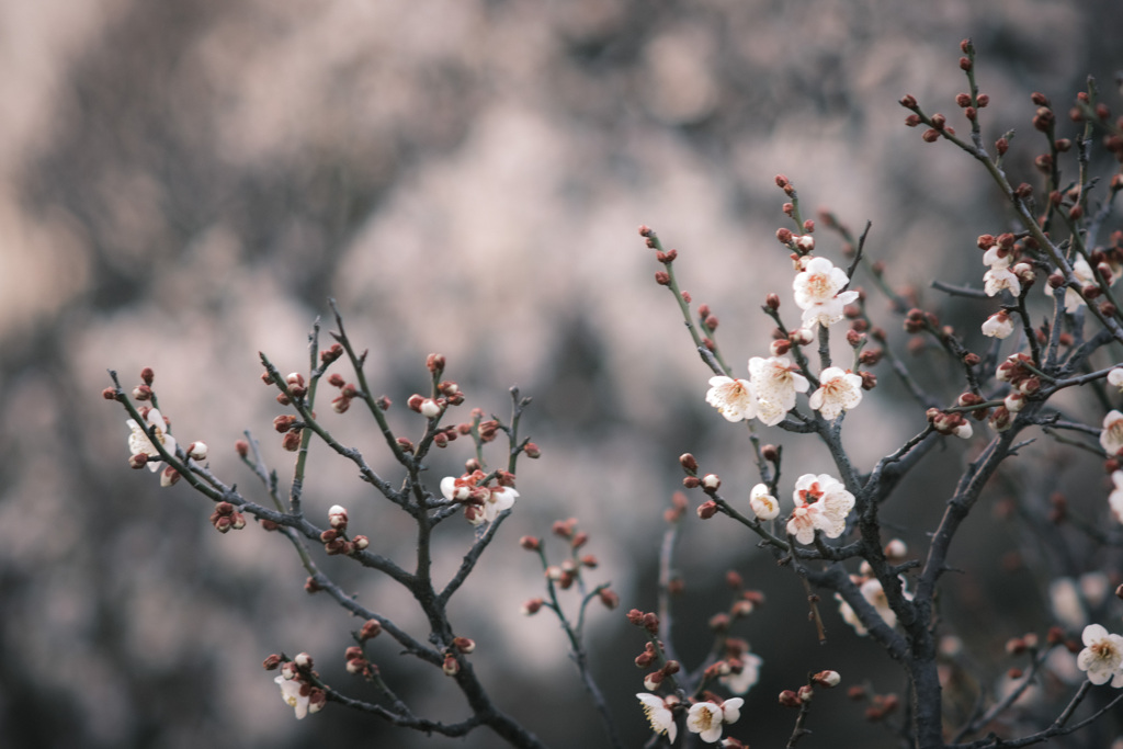 百花の魁…❁⃘*.ﾟ