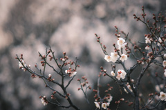 百花の魁…❁⃘*.ﾟ