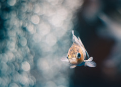 玉ボケの中を泳ぐ。。°°。。ﾍ(｡`･з･)_。。