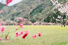 filmで綴る : 花桃の里で泳ぐ鯉のぼり┠('◎'зз) 彡