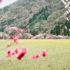 filmで綴る : 花桃の里で泳ぐ鯉のぼり┠('◎'зз) 彡