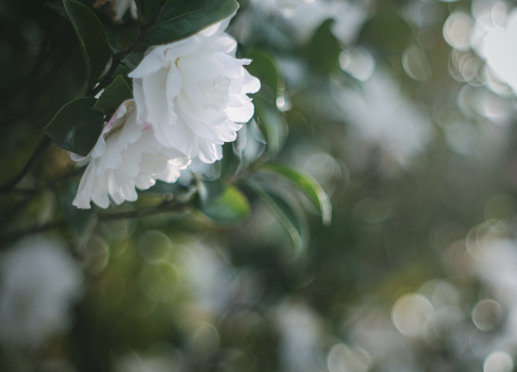 Blooming in the harsh winter…❁⃘*.ﾟ