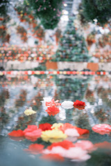 ✿︎  begonia garden*°  ✿︎