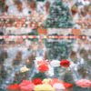 ✿︎  begonia garden*°  ✿︎