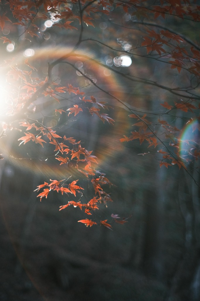 初冬のヒカリ…*ﾟ