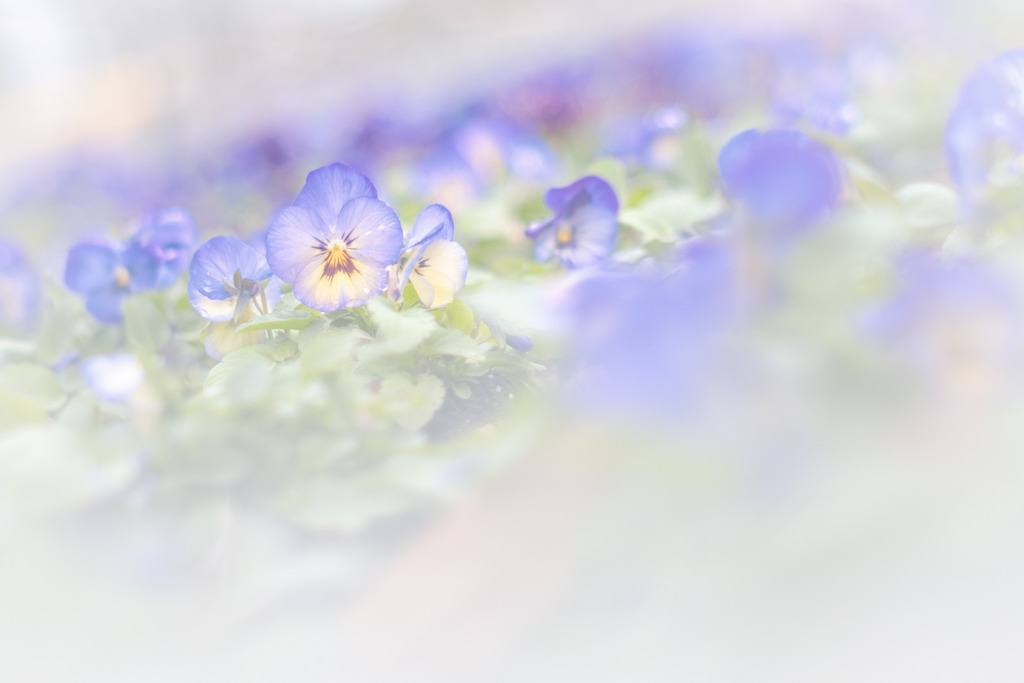 I am longing for spring.…❁⃘*.ﾟ