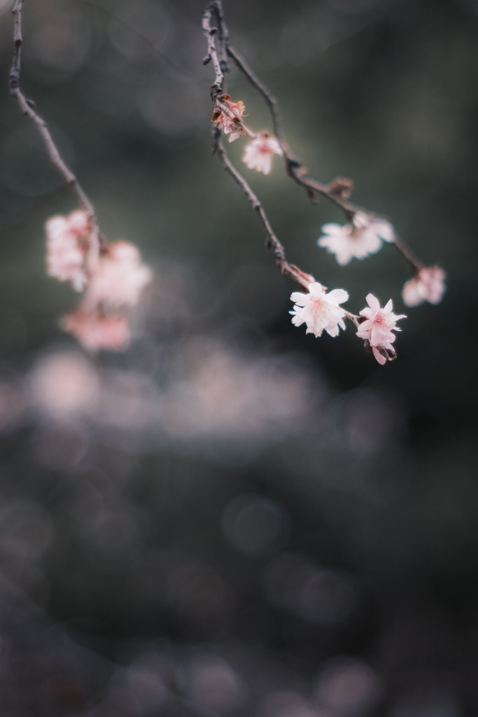 冬桜…✿.*・