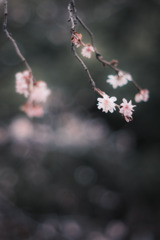 冬桜…✿.*・