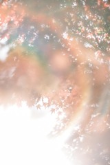 あの日の…秋*ﾟ