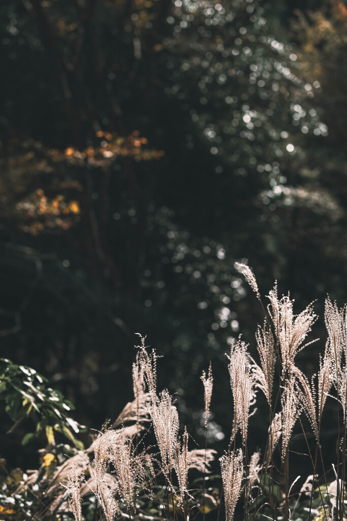 深まる秋と芒…*ﾟ
