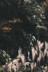 深まる秋と芒…*ﾟ