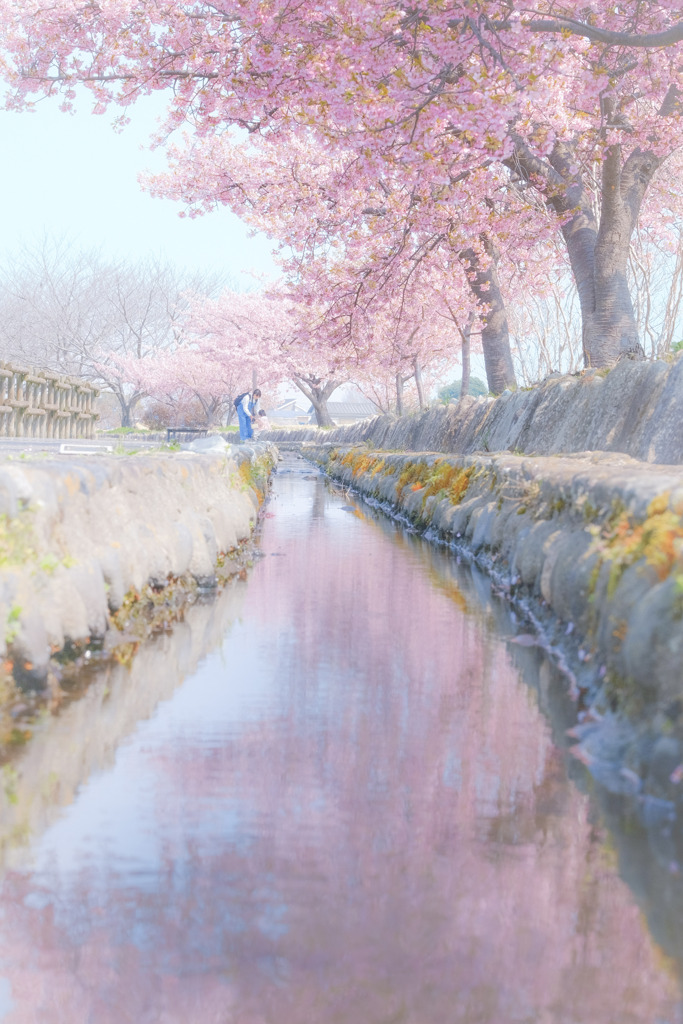 ✿   河津桜の下で…  ✿