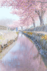✿   河津桜の下で…  ✿
