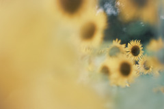 8月のひまわり…❁⃘*.ﾟ