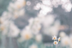 ✿   雪中花…✲*ﾟ  ‪✿