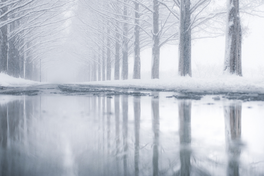 雪降るメタセコイア並木…2026❄️.*˚