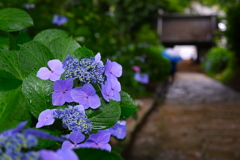 古寺の紫陽花