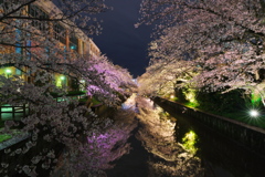 新川の夜桜