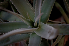 Aloe vera.
