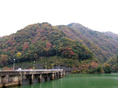 紅葉ドライブ（イチコロ線）国道156号
