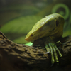 ドラゴンのお昼寝
