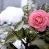 雪の日のサザンカ